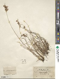 Fimbristylis dichotoma subsp. dichotoma image