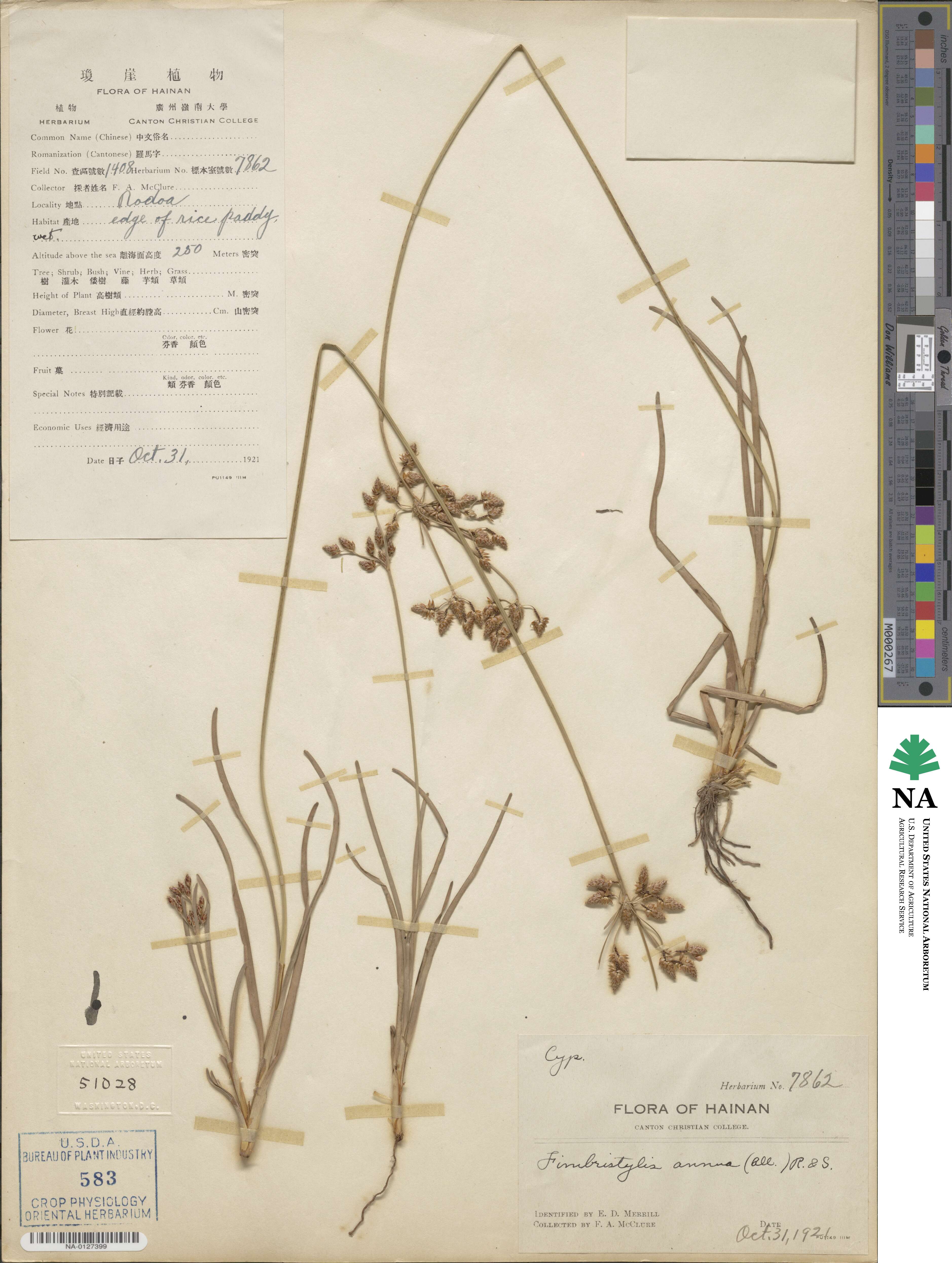 Fimbristylis dichotoma subsp. dichotoma image