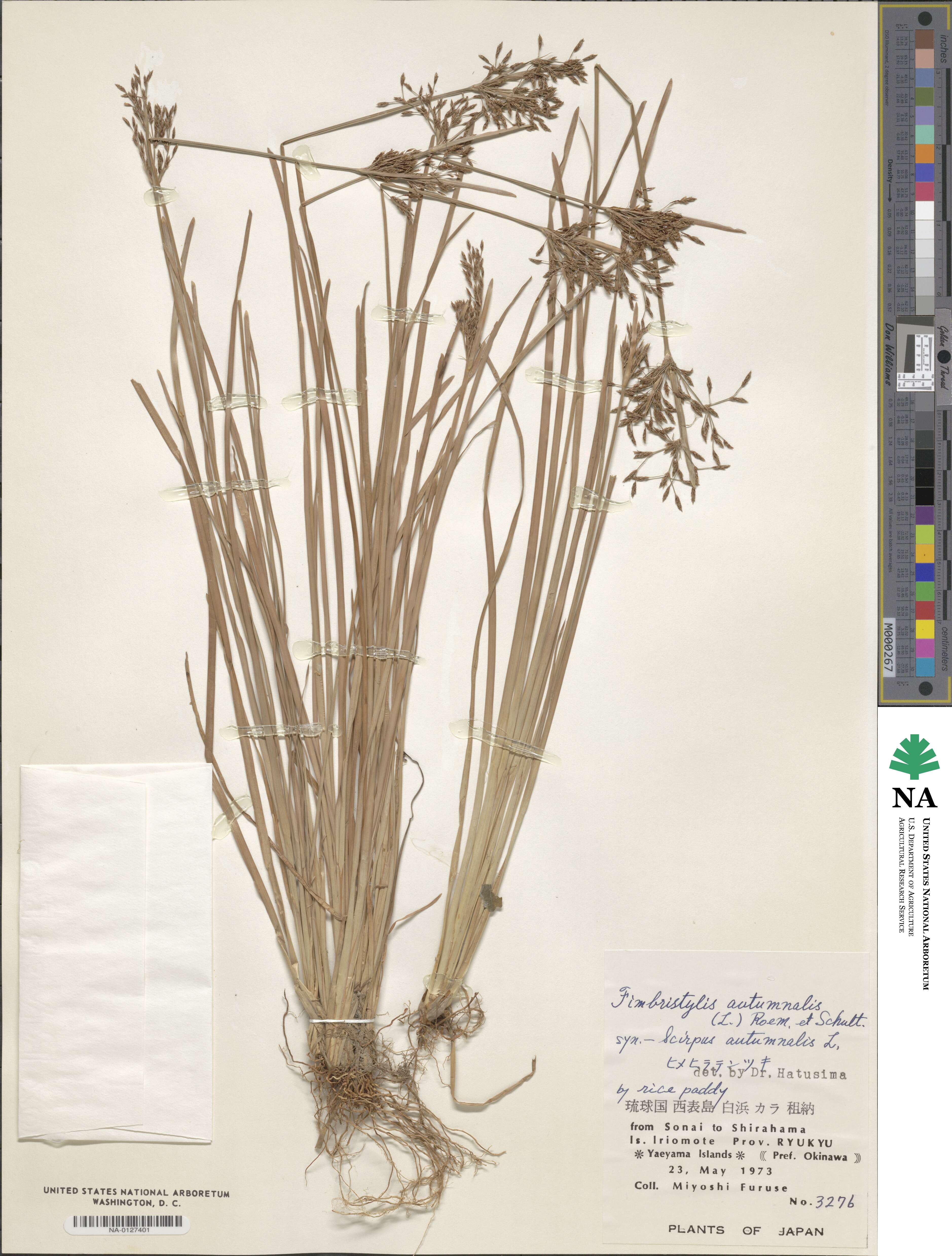 Fimbristylis autumnalis image