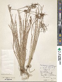 Fimbristylis autumnalis image