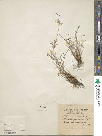 Fimbristylis autumnalis image