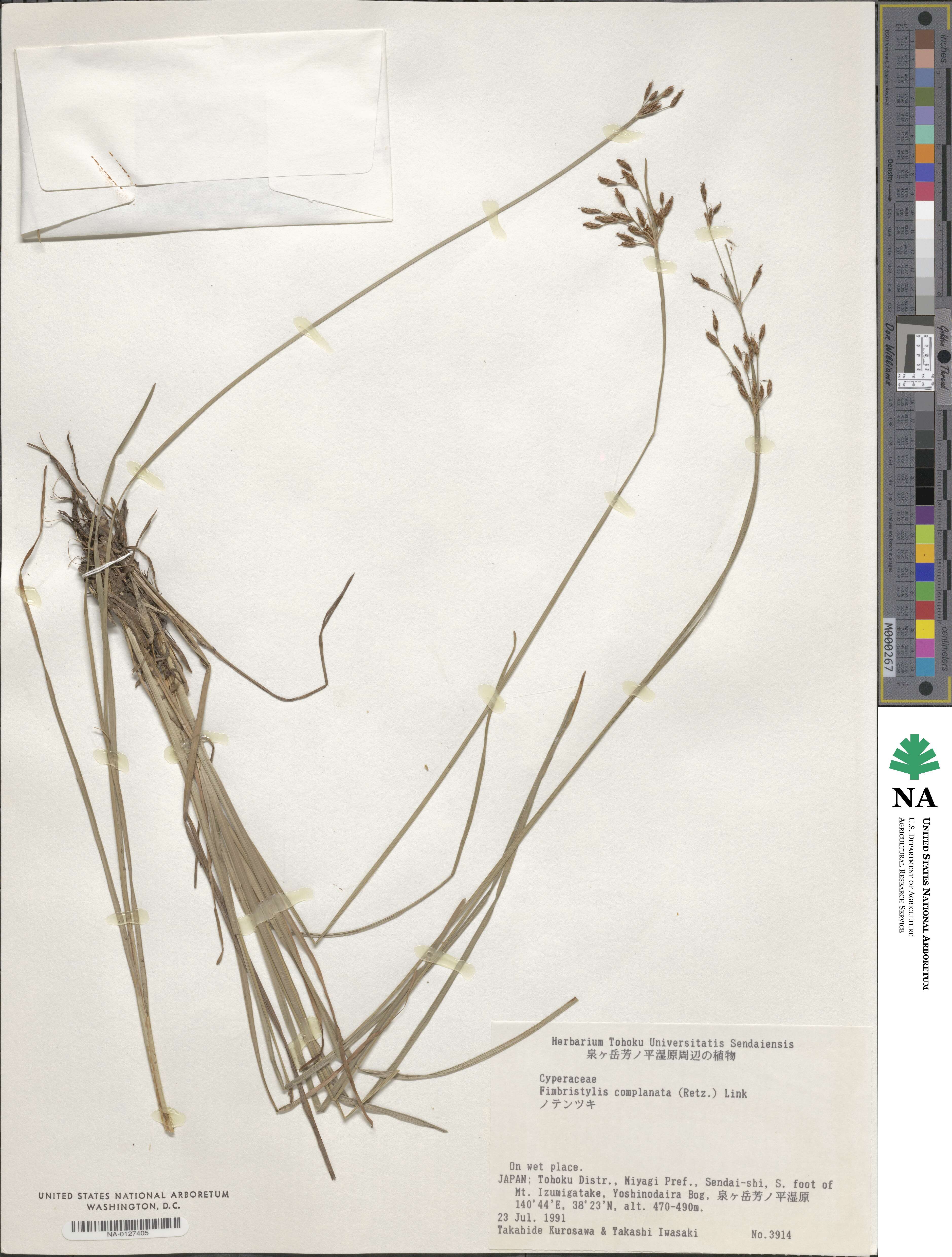 Fimbristylis complanata image