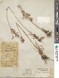 Fimbristylis complanata image