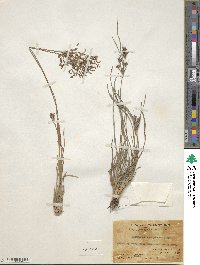 Fimbristylis complanata image