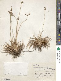 Fimbristylis cymosa image