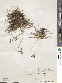 Fimbristylis cymosa image