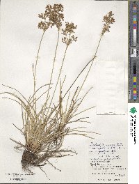 Fimbristylis cymosa image