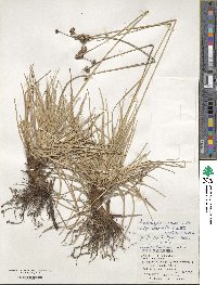 Fimbristylis cymosa image