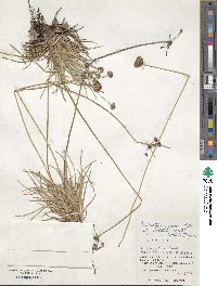 Fimbristylis cymosa subsp. umbellatocapitata image