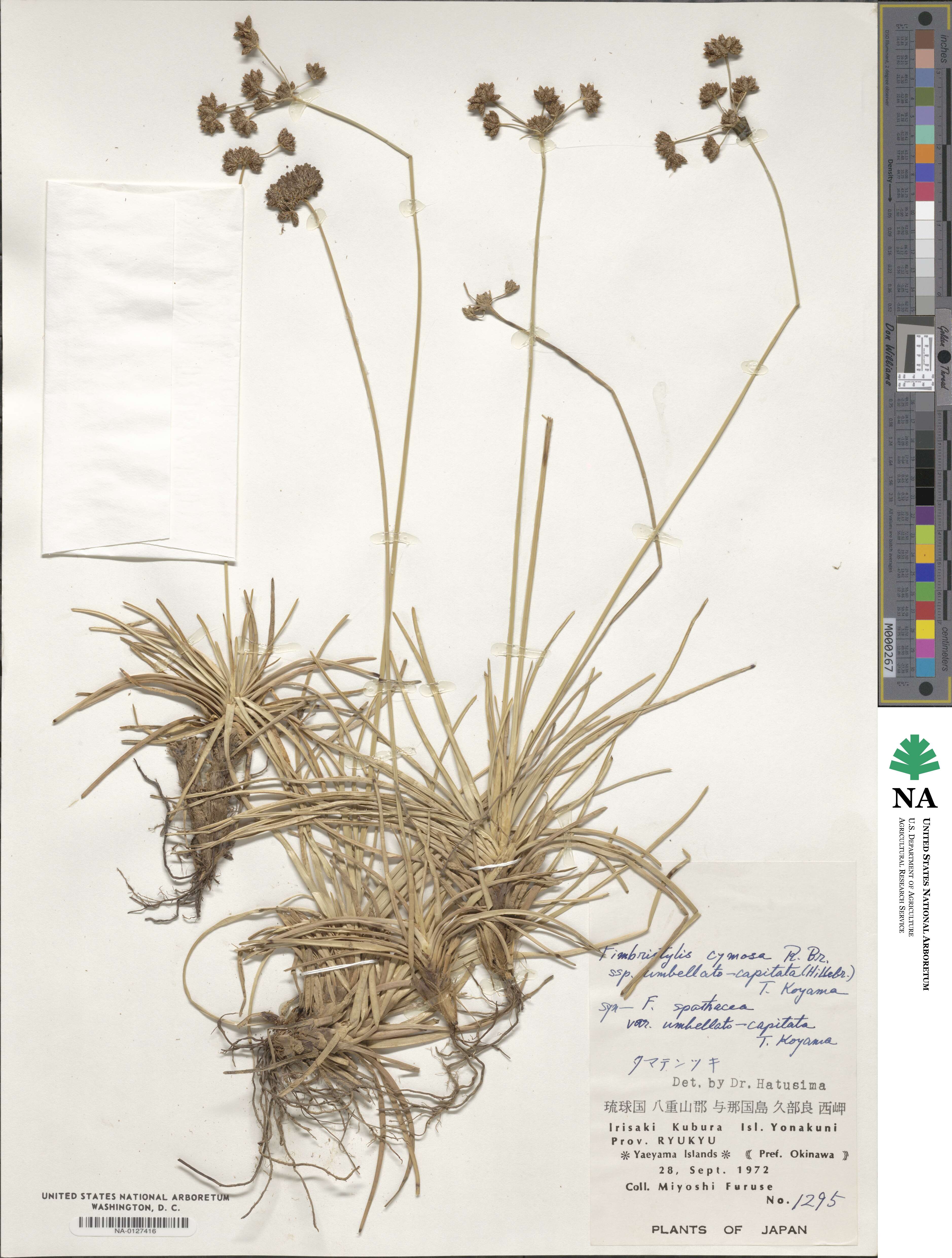 Fimbristylis cymosa subsp. umbellatocapitata image