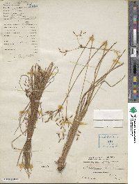 Image of Fimbristylis cyperoides