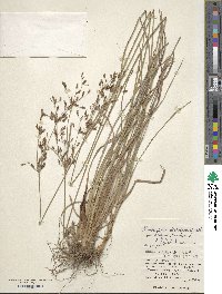 Fimbristylis dichotoma image