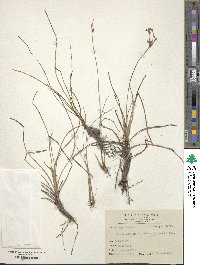 Fimbristylis dichotoma image