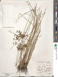 Fimbristylis dichotoma image