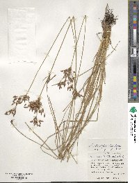 Fimbristylis dichotoma image