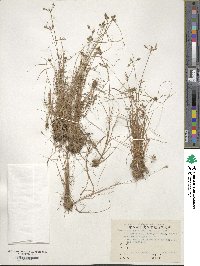 Fimbristylis dichotoma image