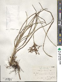 Fimbristylis dichotoma image