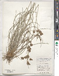 Fimbristylis dichotoma image