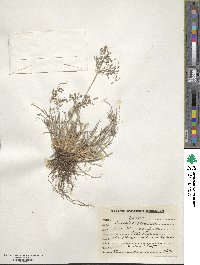 Fimbristylis dichotoma image