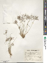 Fimbristylis dichotoma image