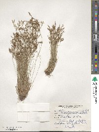 Fimbristylis dichotoma image