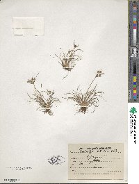 Fimbristylis dichotoma image