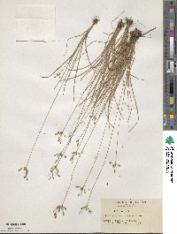 Fimbristylis dichotoma image