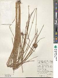 Fimbristylis dichotoma var. boninensis image