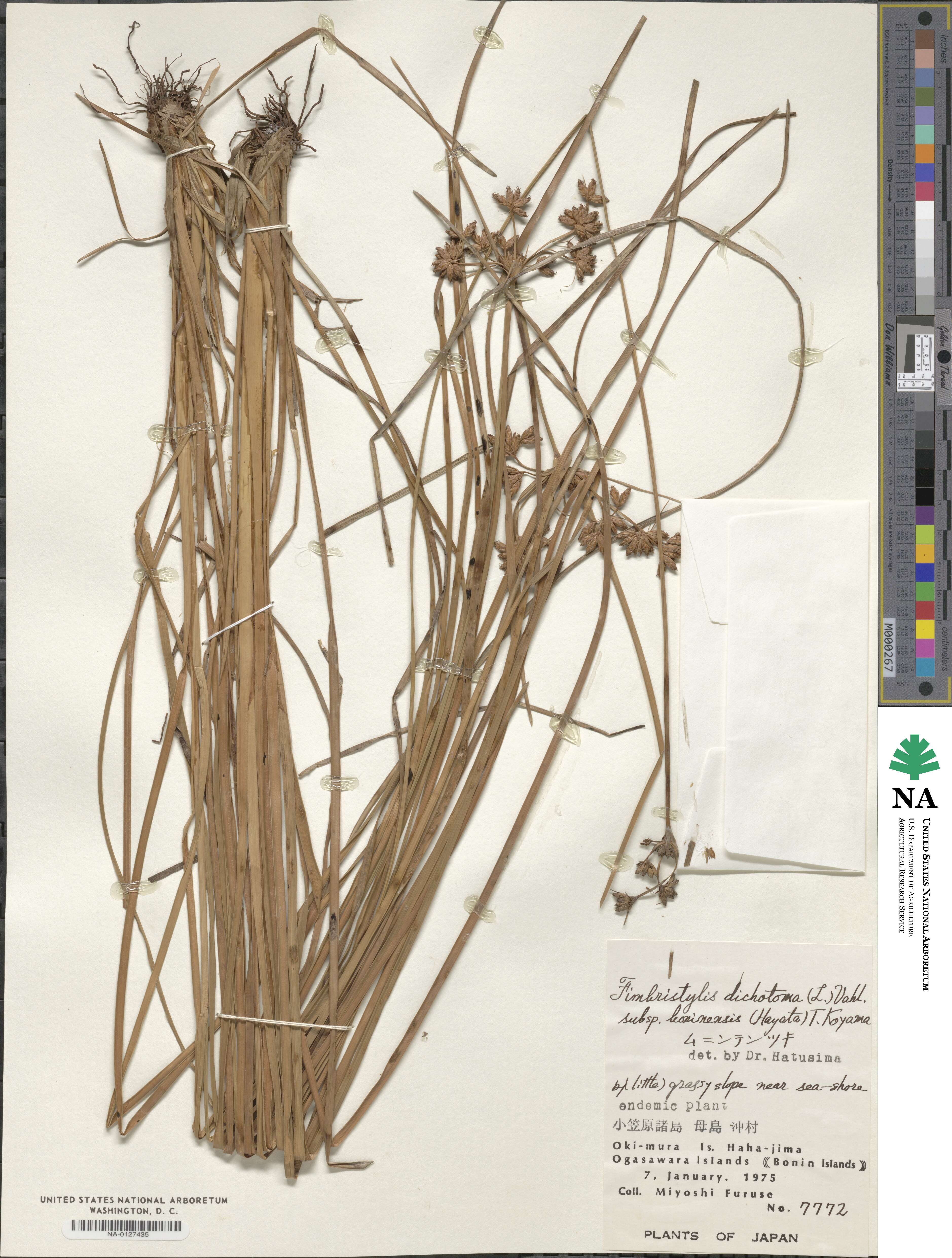 Fimbristylis dichotoma image