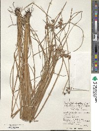 Fimbristylis dichotoma var. boninensis image