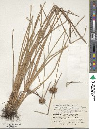 Fimbristylis dichotoma var. boninensis image