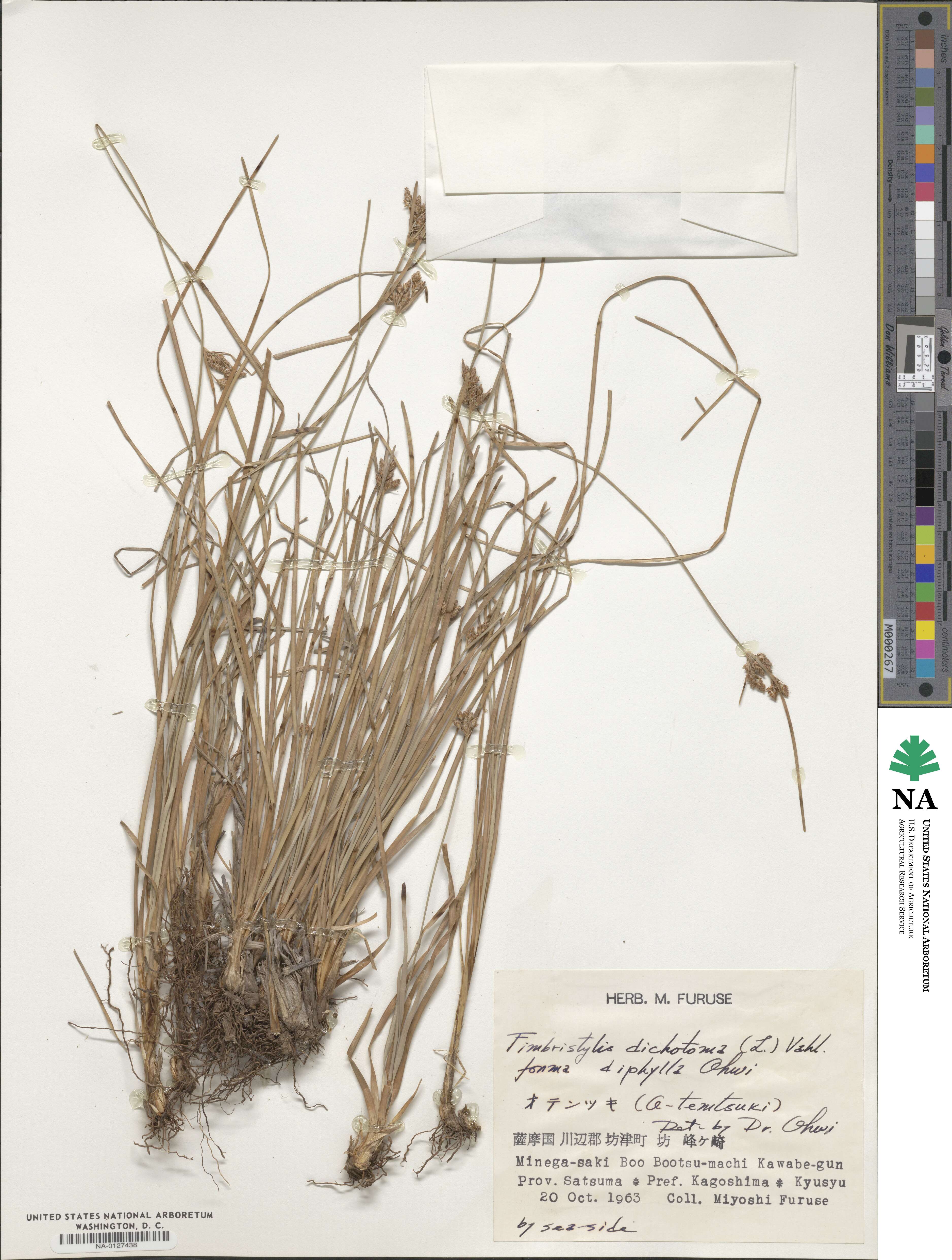 Fimbristylis dichotoma subsp. dichotoma image