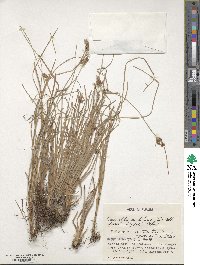 Fimbristylis dichotoma subsp. dichotoma image