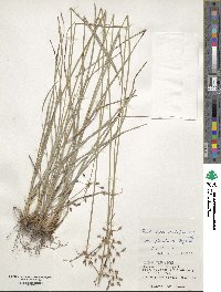 Fimbristylis dichotoma subsp. dichotoma image