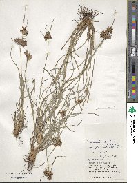 Fimbristylis dichotoma subsp. dichotoma image