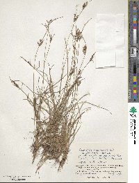 Fimbristylis dichotoma subsp. dichotoma image