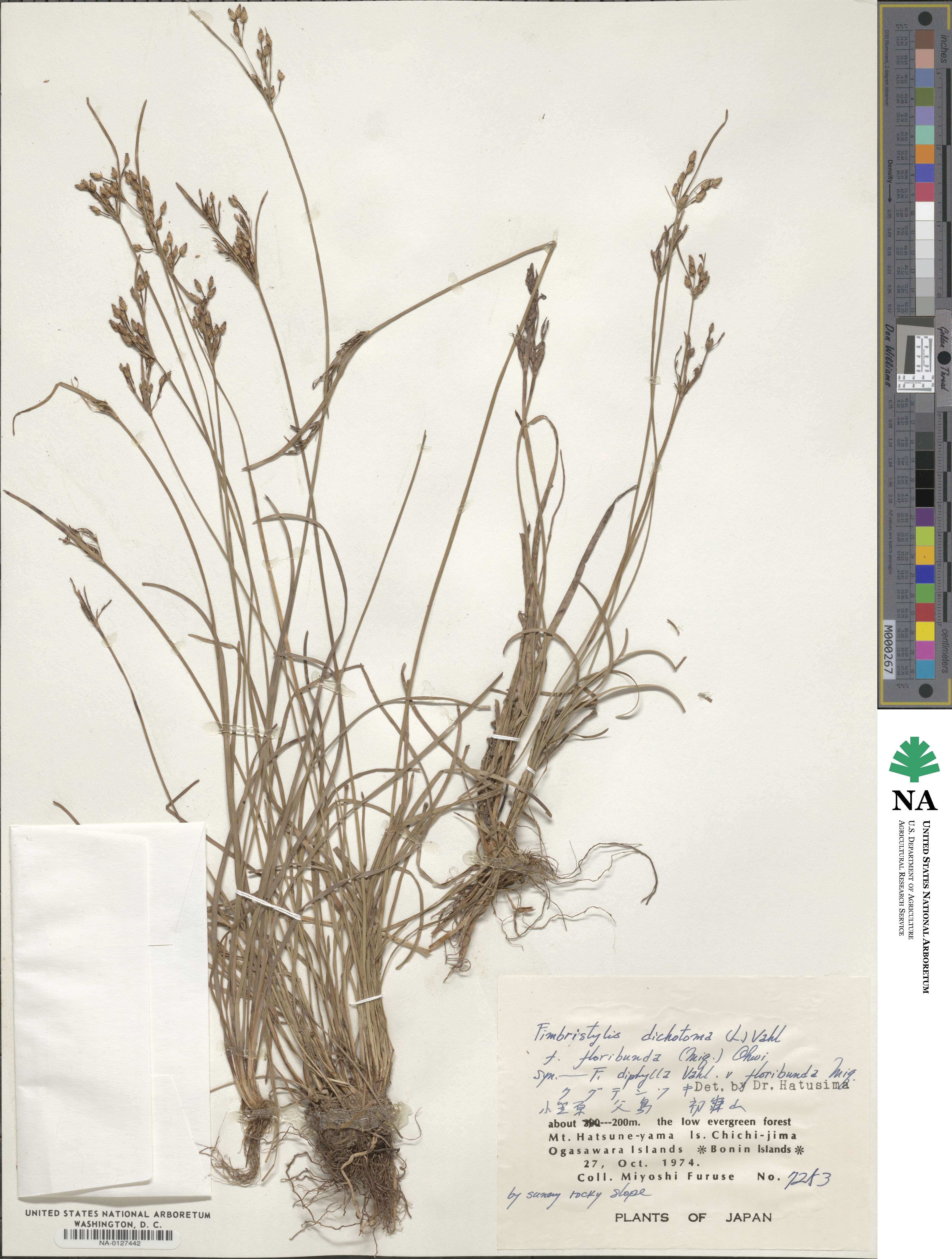 Fimbristylis dichotoma subsp. dichotoma image