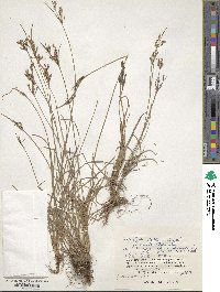 Fimbristylis dichotoma subsp. dichotoma image