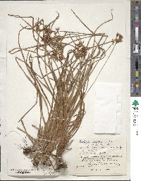 Fimbristylis dichotoma subsp. dichotoma image