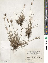 Fimbristylis dichotoma subsp. dichotoma image