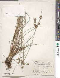 Fimbristylis dichotoma image