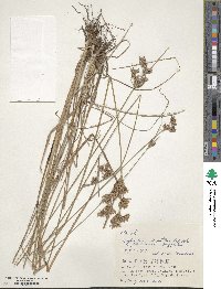 Fimbristylis dichotoma image