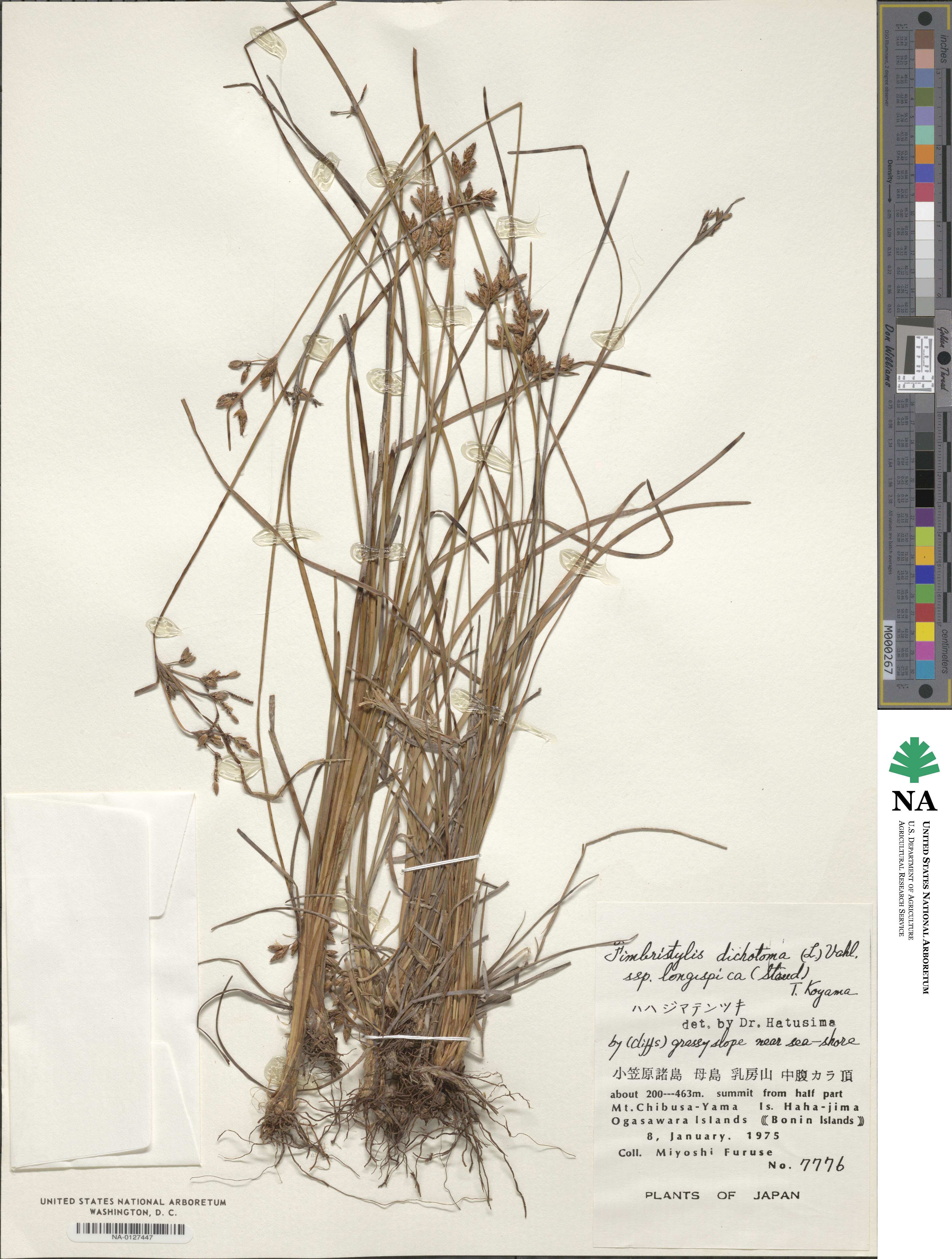 Fimbristylis longispica image