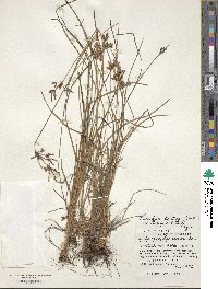 Fimbristylis longispica image