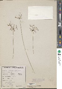 Fimbristylis dichotoma subsp. dichotoma image