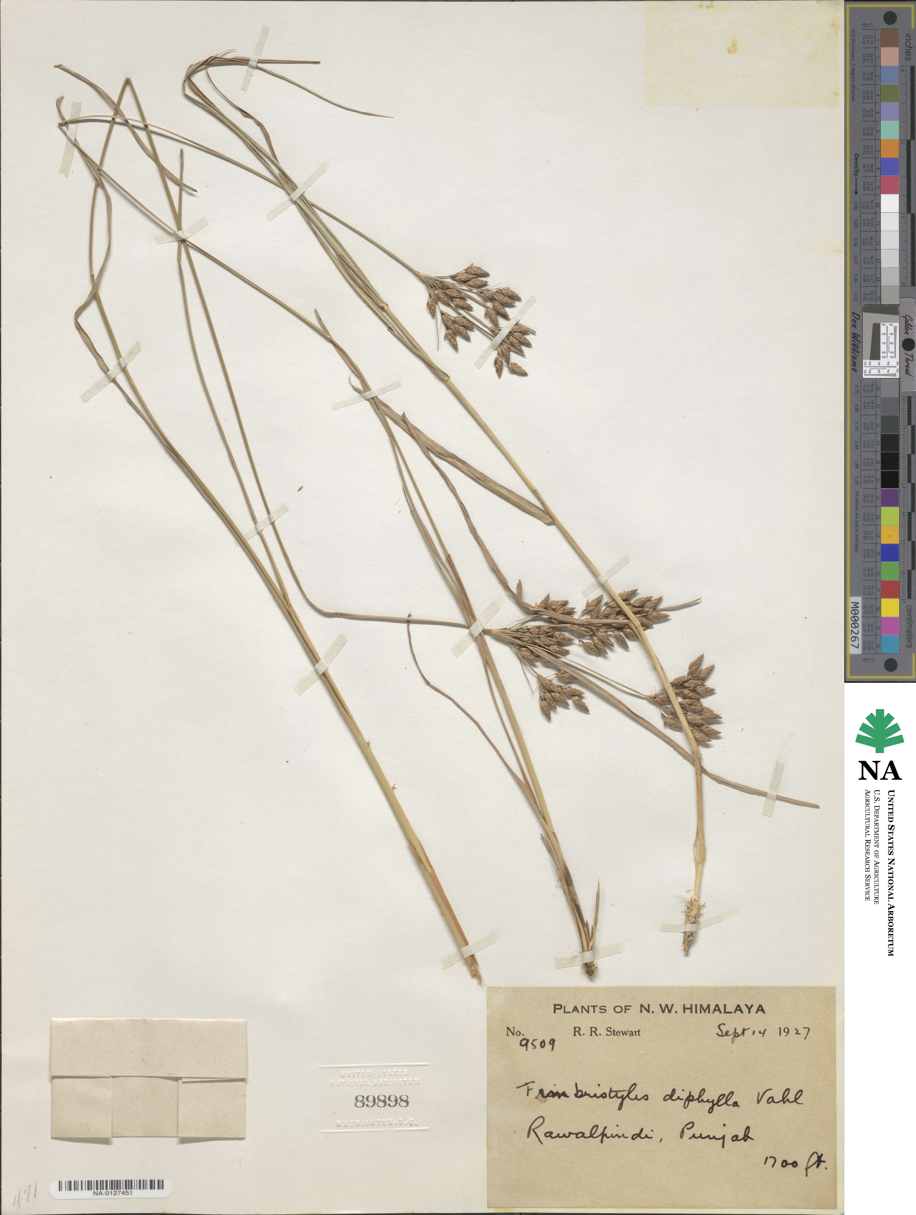 Fimbristylis dichotoma subsp. dichotoma image