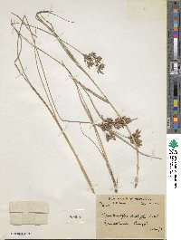 Fimbristylis dichotoma image