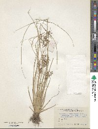 Image of Fimbristylis diphylloides