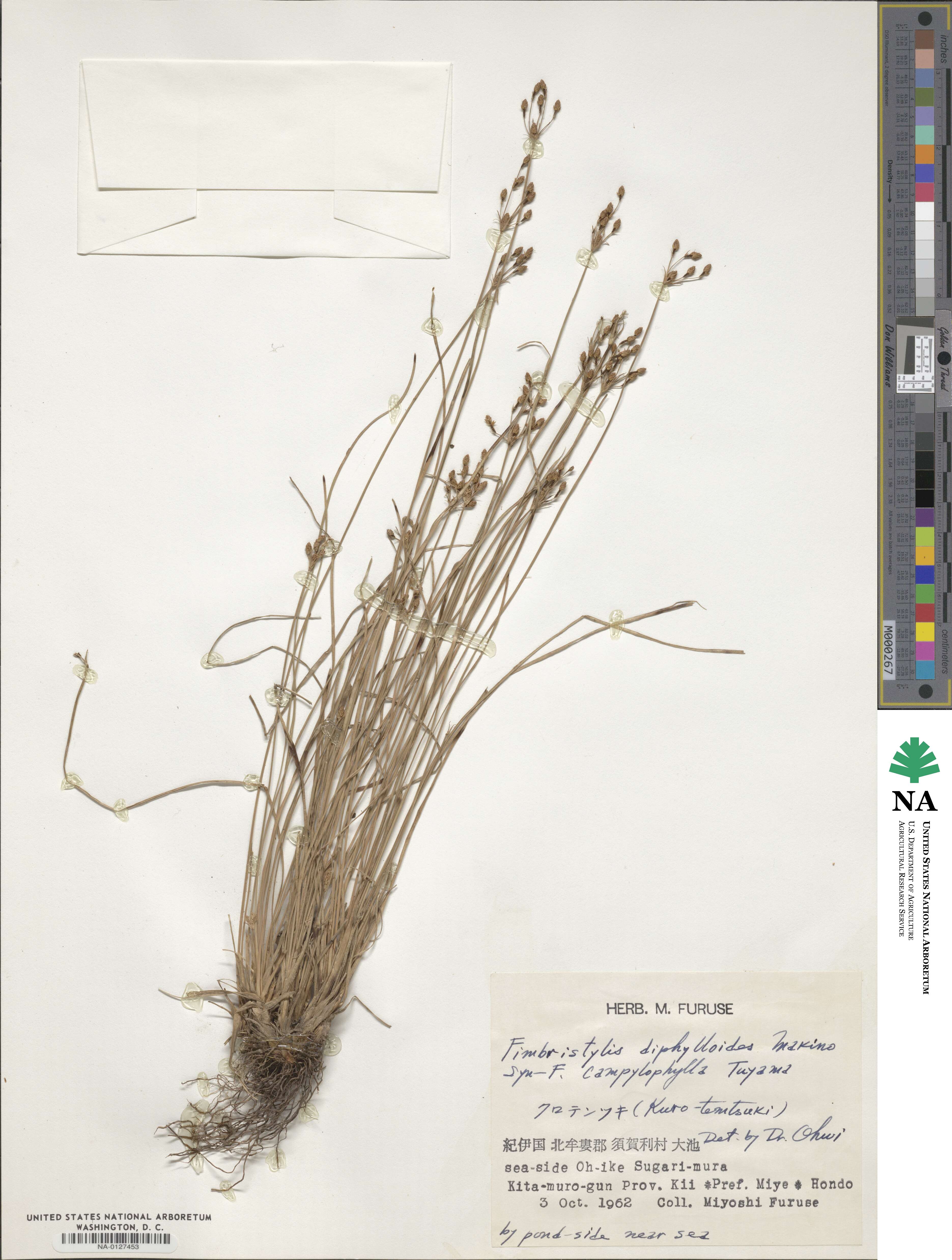 Fimbristylis diphylloides image