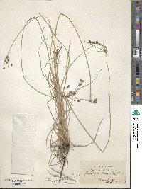 Fimbristylis ferruginea image